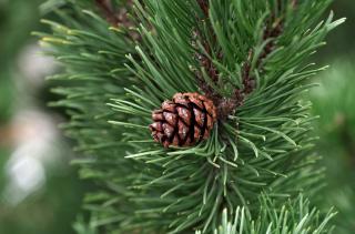 pixabay.com | 10 фактов о елках в Приморье