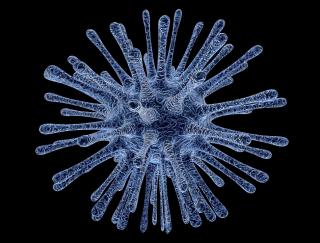 pixabay.com | 10 фактов, разрушающих мифы об иммунитете