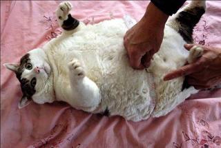 pitomec.ru | 10 самых толстых котов в мире