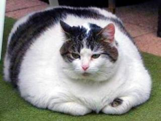 mau.ru | 10 самых толстых котов в мире