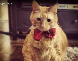 скриншот видео | 10 самых толстых котов в мире