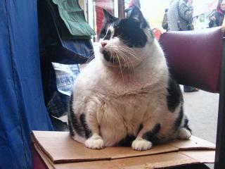 histodessa.ru | 10 самых толстых котов в мире
