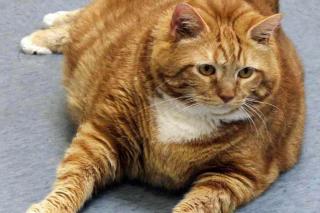 zen.yandex.ru | 10 самых толстых котов в мире