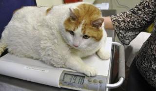 petstwins.ru | 10 самых толстых котов в мире