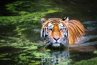 Фото: pixabay.com | Подсчет хищников: в Хабаровском крае стартовала перепись тигров