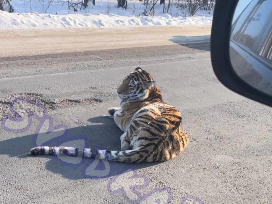 Фото: svodka_25 | «Так близко, аж страшно». Тигр разлегся прямо посреди дороги в Приморье
