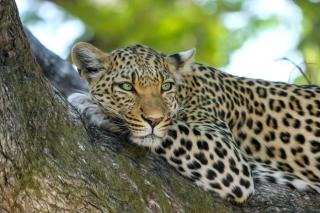 Фото: pixabay.com | Прогнозируемый всплеск браконьерства: в Приморье специалисты следят за охраной тигров и леопардов