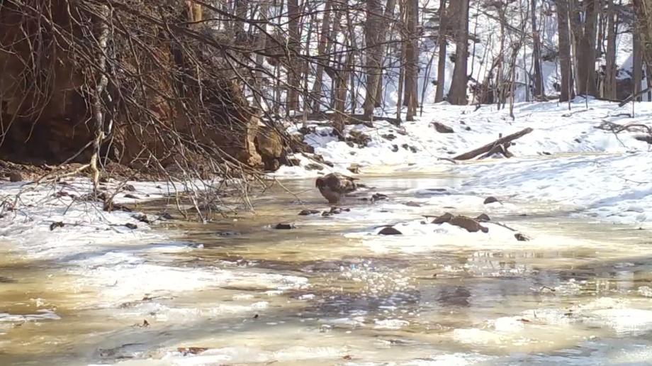Фото: кадр видео | Редкий хищник искупался в ледяной воде в Приморье