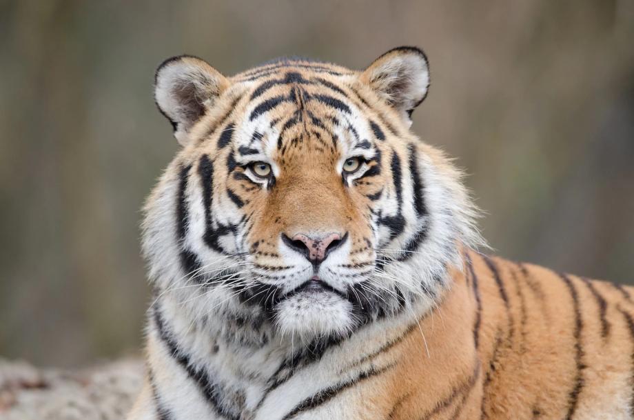 Фото: freepik.com | «Ого, какой огромный». Специалисты рассказали, как тигр оказался на окраине приморского села