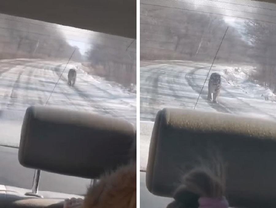 Фото: кадры видео | В Приморье хищник преследовал автомобиль с семьей