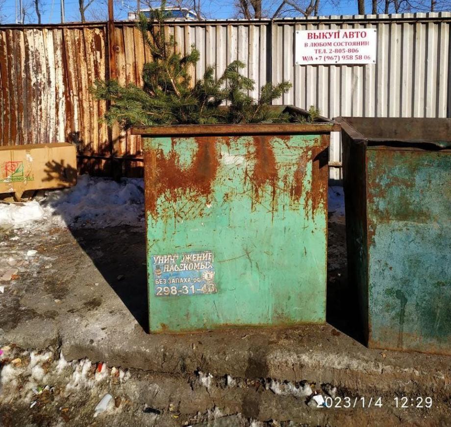 Фото: телеграм-канал "dpskontrol_125rus" | «Пора выбрасывать»: во Владивостоке заметили первые елки на мусорках