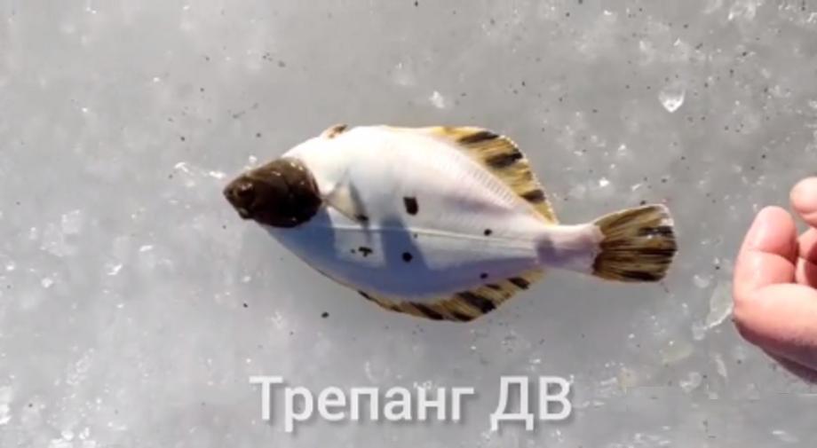 Фото: кадр видео | «Голова черный, весь белый»: необычную рыбу поймал приморец