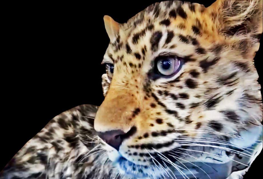 Фото: нацпарк "Земля леопарда" | Впервые за 50 лет. Спасенный в Приморье леопард удивил исследователей