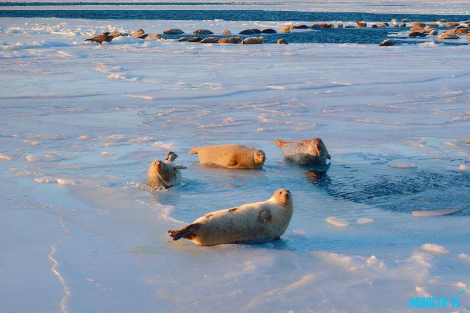 Солнечные ванны: нерпы облюбовали лёд у Токаревского маяка во Владивостоке