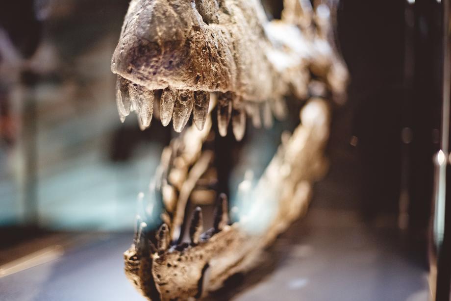 Фото: freepik | В новом году ученые начнут изучать скелет динозавра с Русского острова