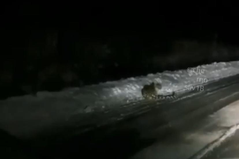 Фото: кадр из видео | В приморском поселке Оленевод заметили леопарда