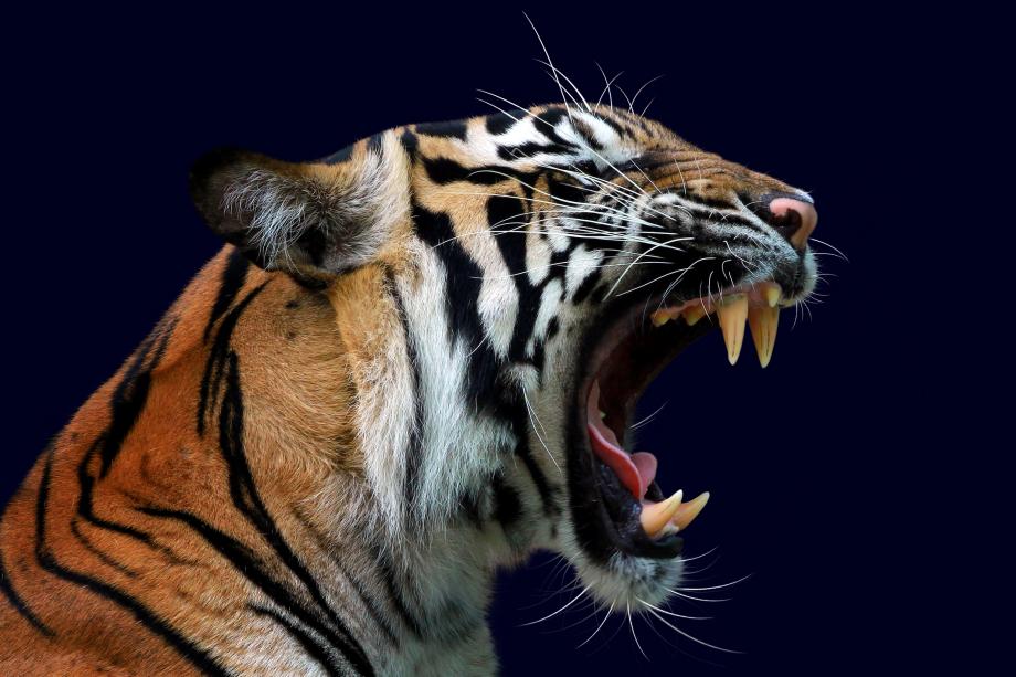 Фото: freepik.com | «Вот следы... До деревни 300 метров». Тигры держат в страхе приморцев