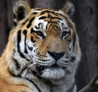 Фото: скриншот zoosad27_khv | В Хабаровском крае скончался Бархат, отец знаменитого тигра Амура