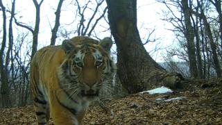 Фото: 25.мвд.рф | В Приморье устанавливаются обстоятельства гибели амурского тигра