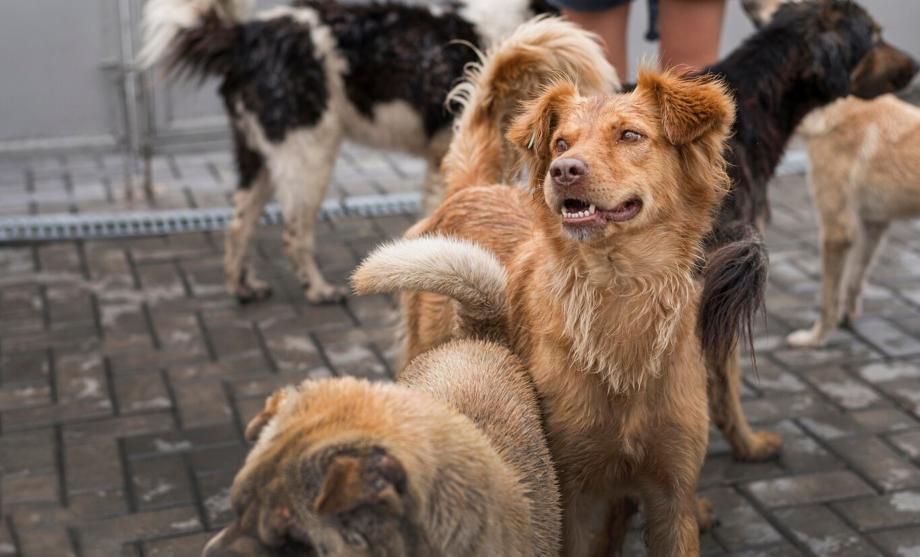 Фото: freepik.com | Стая бродячих собак едва не загрызла хабаровчанку