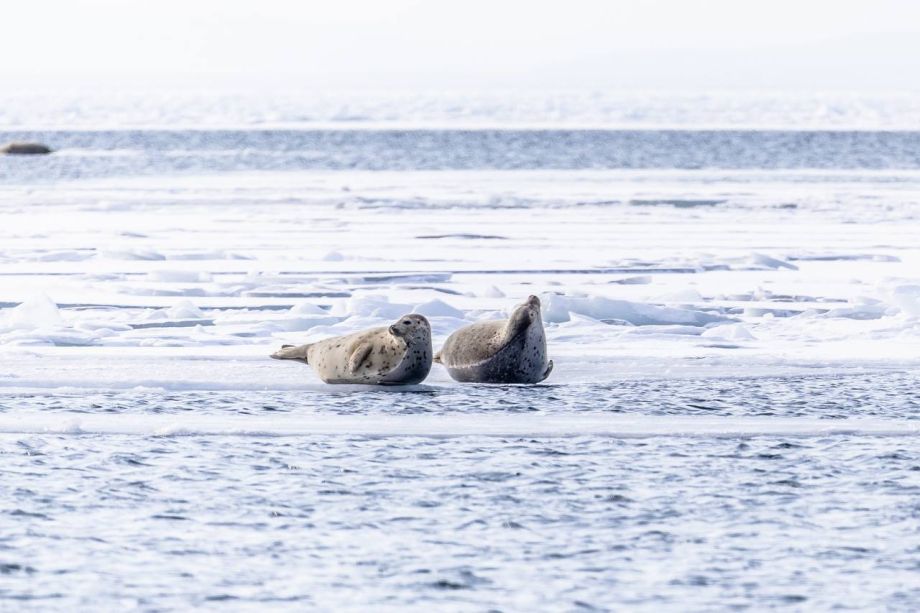 Милые гости залива: во Владивостоке наблюдают ларг с детёнышами