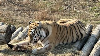 Амурского тигра, напавшего на лошадь, отловили под Владивостоком