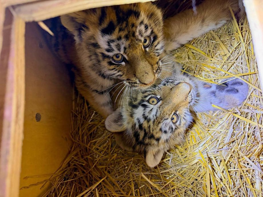 Двух из четырёх осиротевших тигрят удалось спасти в Приморье