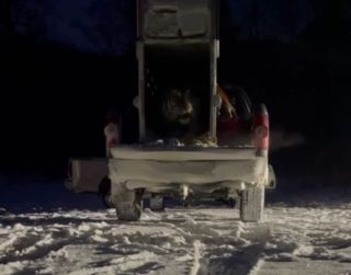 Тигра, который вышел к приморскому селу, вернули в тайгу