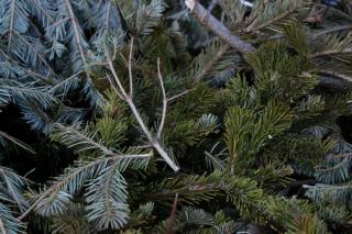 Фото: Екатерина Дымова / PRIMPRESS | Приморцам рассказали, что делать с новогодними елками