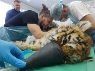 Фото: центр "Амурский тигр" | Фото: в Приморье героически спасают жизнь тигренку