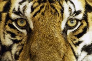 Фото: pixabay.com | Тест PRIMPRESS: Что вы знаете о тиграх?