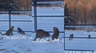 Житель Приморья стал «хозяином» двух леопардов