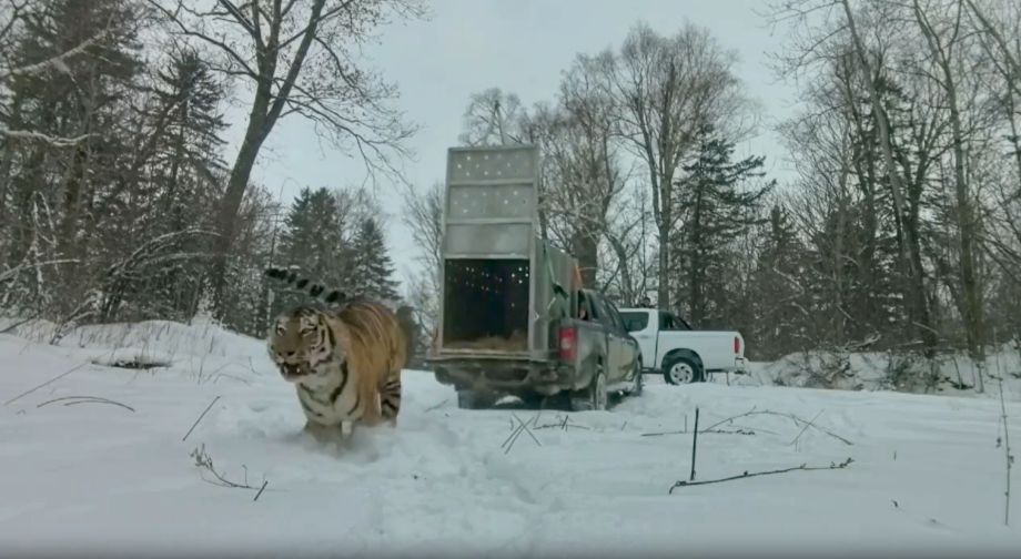 Тигр, который задрал лошадь в Приморье, снова на свободе