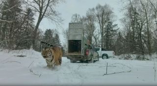 Тигр, который задрал лошадь в Приморье, снова на свободе