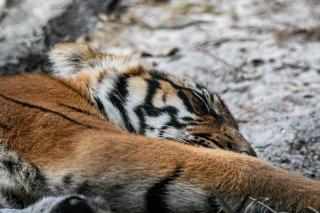Фото: pixabay.com | Названа причина гибели тигрят, обнаруженных под крыльцом дома в Хабаровском крае