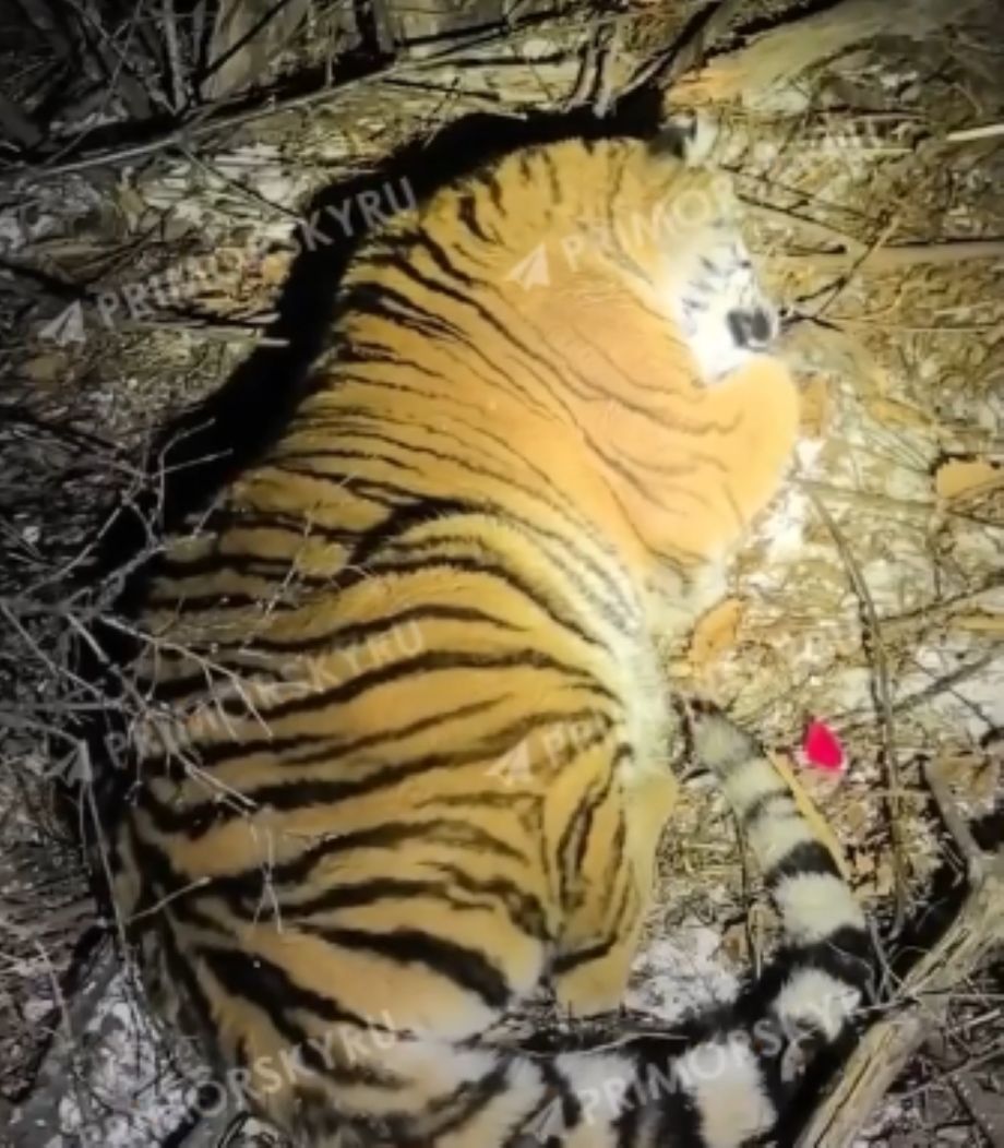 Тигр вновь стал объектом отлова: третий случай с начала года зарегистрирован в Приморье