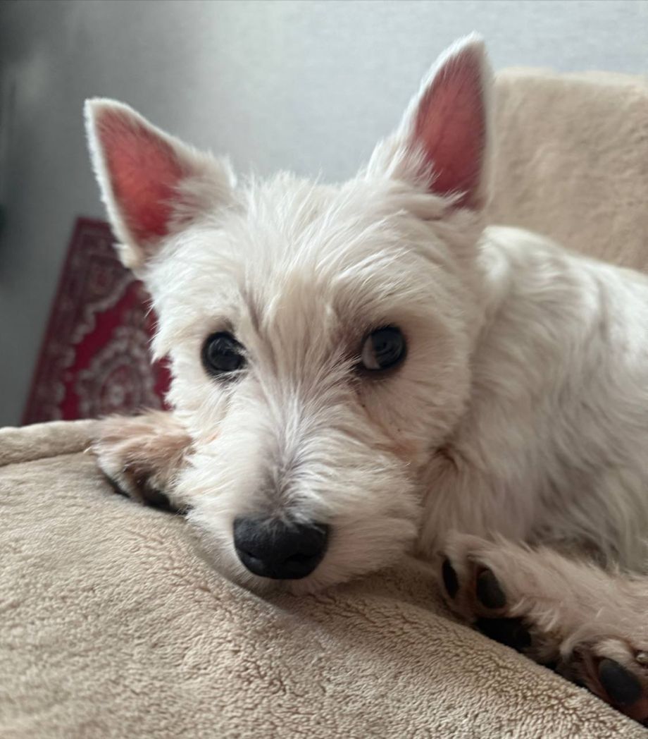 Законопроект о чипировании животных: новые правила с 2026 года