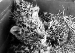 «Чуда не случилось...»: спасенные в Приморье котята дальневосточного леопарда скончались