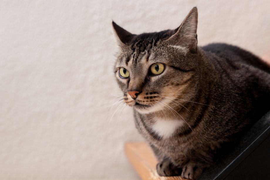 Почему кошки смотрят в пустой угол или пустоту: ученые объяснили