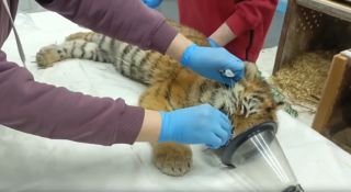 Тигрята-сироты из Приморья набирают вес и ведут активный образ жизни