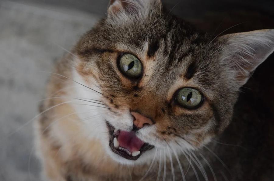 Фото: pixabay.com | Как понять, о чем мяукает ваша кошка?
