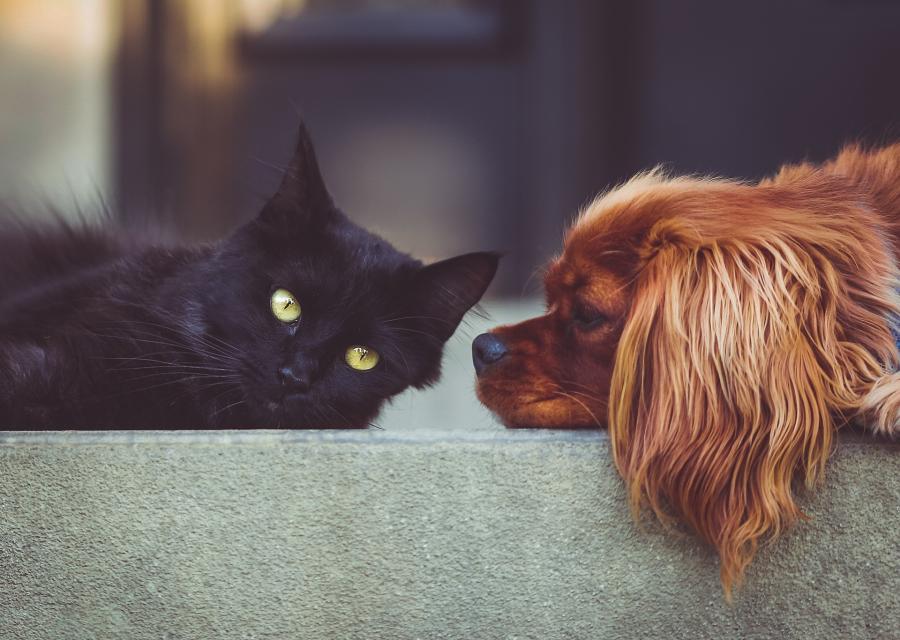 Фото: pixabay.com | Кошек, собак и других домашних питомцев внесут в закон об обязательной маркировке животных