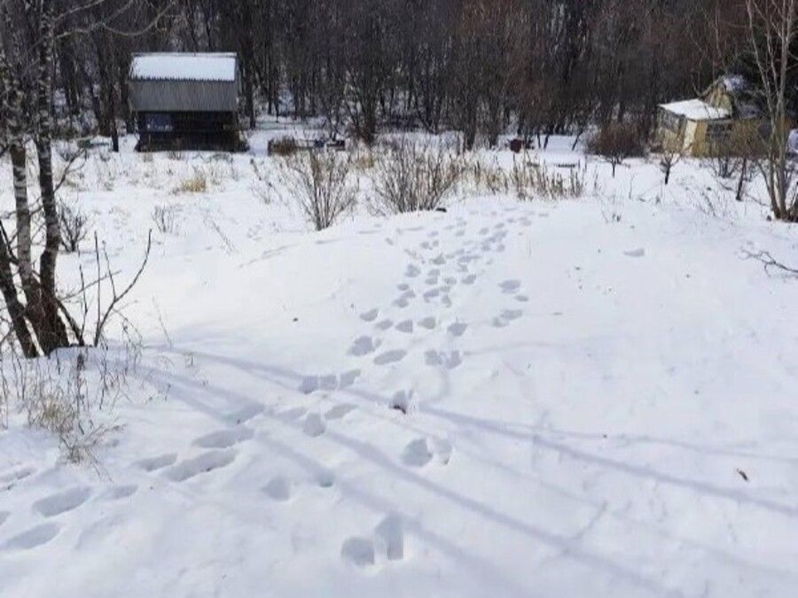 Тигр вышел к заброшенным дачам в Приморье и убил собаку