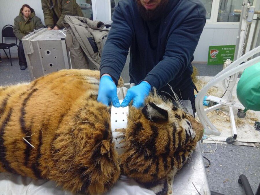 Двух тигров из Хасанского округа  Приморья вернули в дикую природу