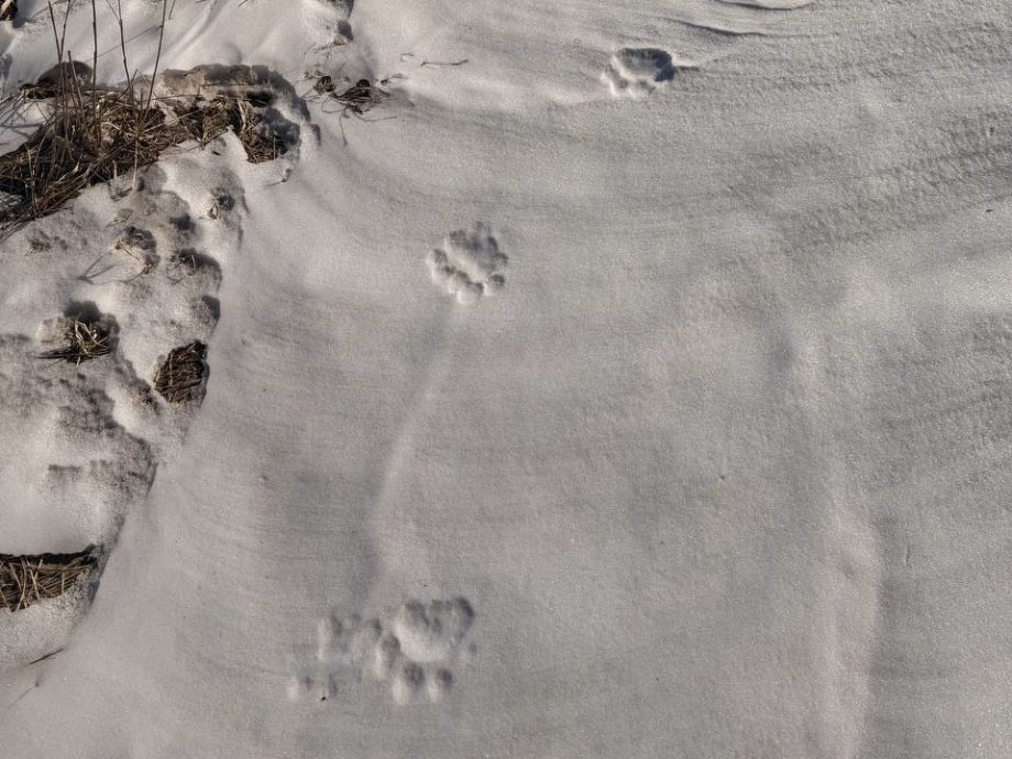 Амурский тигр загрыз собаку на одной из баз отдыха в Приморье