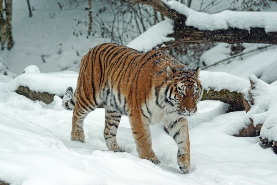 Фото: pixabay.com | Почти 30 собак утащил за зиму тигр в одном из приморских сел