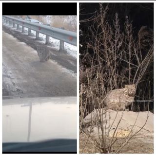 Пушистый лесной кот и грустная рысь умилили жителей Приморья