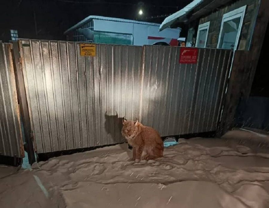 Грустная рысь едва не съела собаку и ребенка в Приморье