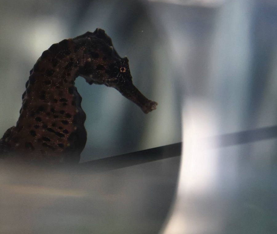 Первое в России потомство морских коньков вырастили в Приморье