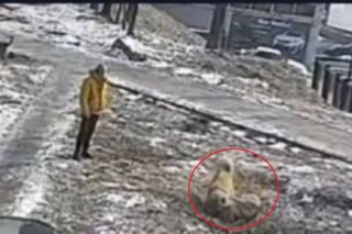 Во Владивостоке разыскивают мужчину, натравившего своих алабаев на хаски